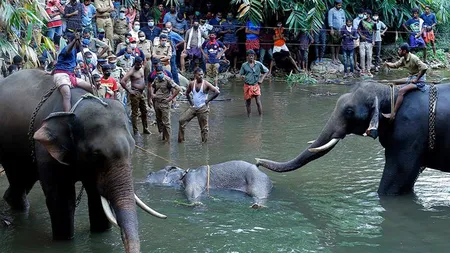 O femelă elefant însărcinată a fost ucisă cu un ANANAS. Două persoane au fost arestate pentru crima brutală