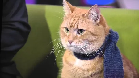 Veste tragică pentru internauţi! A murit Bob, celebra pisică de pe străzile Londrei