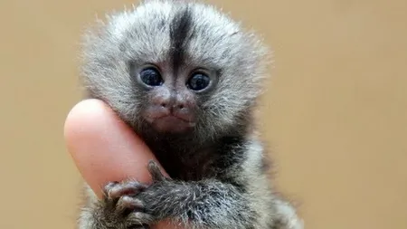 Grădinile Zoologice au o nouă atracţie! Oamenii sunt fascinaţi de 