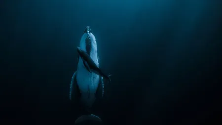 Fotografia spectaculoasă care a câştigat marele premiu al concursului HIPA. Înfăţişează cea mai tandră scenă subacvatică