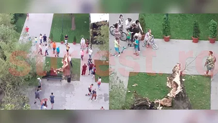 Copac PRĂBUŞIT din cauza viijeliei în Vaslui. O întreagă familie a trecut pe lângă moarte