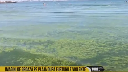 Invazie de alge pe litoral. Autorităţile au intervenit VIDEO