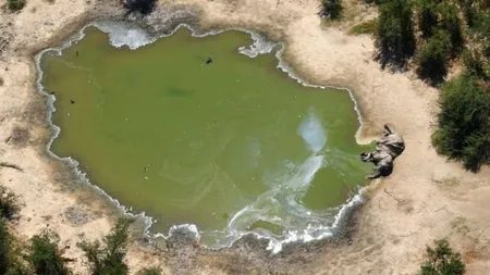 Imagini terifiante! Motivul pentru care sute de elefanţi din Botswana au murit în ultimele două luni FOTO
