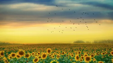 TRADIŢII şi OBICEIURI în luna AUGUST. Ziua în care nu este bine să tai nimic cu cuţitul