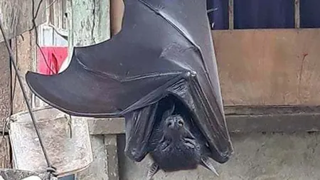 Un liliac de dimensiuni umane a fost găsit în Filipine: 