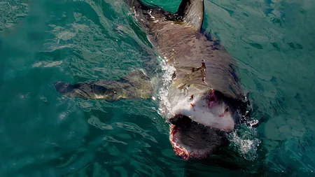 Momente dramatice pe apă. Un pescar a scăpat din fălcile unui rechin şi a murit în braţele fratelui său VIDEO