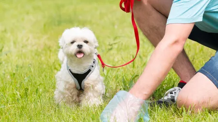 PROIECT. Stăpânii de câini, obligaţi să îşi sterilizeze animalele de companie. Taxă pentru cei care refuză