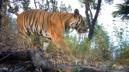 Natura se însănătoşeşte. Revenire spectaculoasă a tigrilor, populaţiile s-au dublat în unele zone