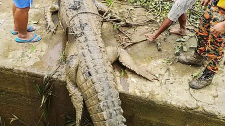 Imagini şocante! Cadavrul unui adolescent de 14 ani a fost găsit în corpul unui crocodil FOTO