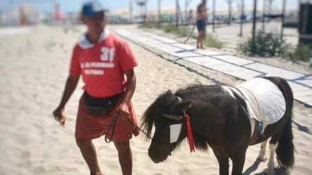 Doi ponei au fost confiscaţi de Poliţia Locală de pe o plajă din staţiunea Mamaia