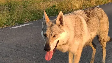Povestea care a devenit virală pe Internet. Căţeluşa Arya a mers 250 de km pe urma stăpânului, după ce s-a pierdut