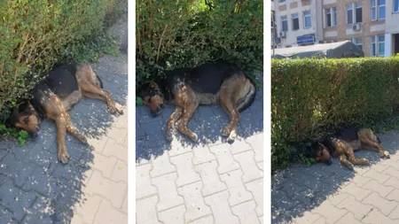 Tulburător! Un câine refuză să plece din faţa spitalului în care stăpânul lui este internat