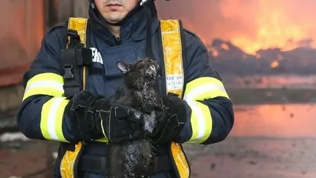 Misiune extraordinară a pompierilor. Pisică salvată, în ciuda pericolului de explozie, povestea e impresionantă