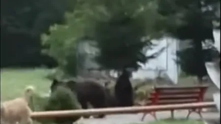 Urşi în curtea spitalului din Azuga. Clipe de panică printre pacienţi