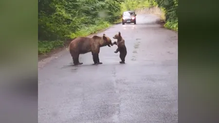 VIDEO Imagini emoţionante pe o şosea din Harghita. O ursoaică se joacă cu puiul ei în mijlocul drumului