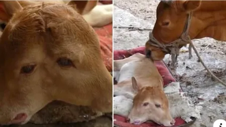 Un viţel mutant i-a şocat pe locuitorii unui sat. Animalul cu două capete nu are, însă, şanse mari de supravieţuire