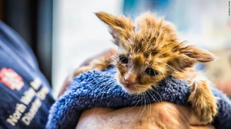 Un pui de pisică, salvat de pompieri din calea incendiilor. Animăluţul seamănă izbitor cu personajul fictiv Baby Yoda