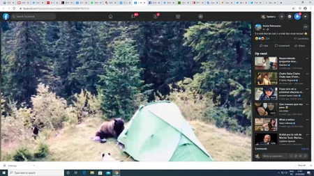 Panică la Buşteni, o ursoaică a distrus un cort şi a furat un rucsac VIDEO