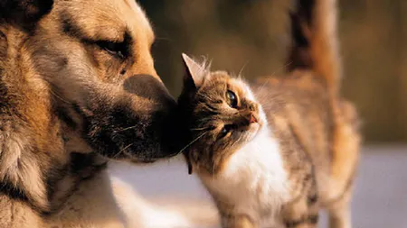 De ce e bine sa ai o pisica in casa. Beneficiile pe care prezenta animalutului le aduce sanatatii fizice