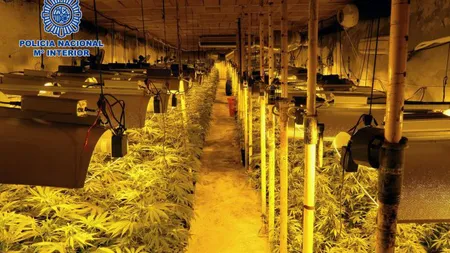 Patru români au creat cea mai mare plantaţie subterană de canabis din Spania