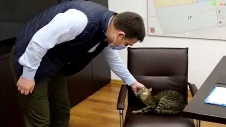 Personajul special al Primăriei din Sectorul 6. Miţi a prins mandatul a trei primari: După ce are burta plină, stă pe scaun, la birou!