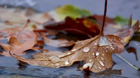 PROGNOZA METEO. Vremea se răceşte şi va ploua. La munte vor cădea lapoviţă şi ninsoare