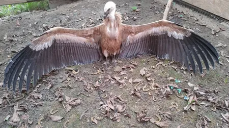 Descoperire inedită. Un vultur sur, specie dispărută din România după Al Doilea Război Mondial, a fost găsit epuizat în Lunca Mureşului