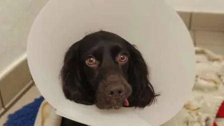 Un câine a înghiţit mască chirurgicală. Patrupedul de un an a fost operat de urgenţă