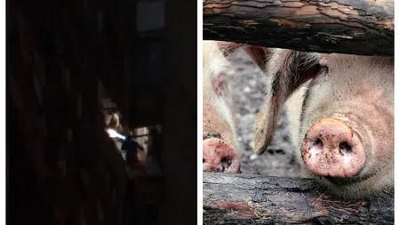 Porc tăiat şi pârlit în balconul apartamentului, în Bucureşti
