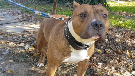 Bărbat din Adjud, atacat de câini Amstaff. A fost operat de urgenţă