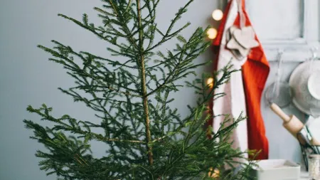Cum faci bradul natural de Crăciun să reziste mai mult