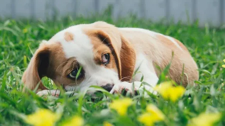 Câini arşi într-un container din Capitală. Peste 100 de animale au fost chinuite