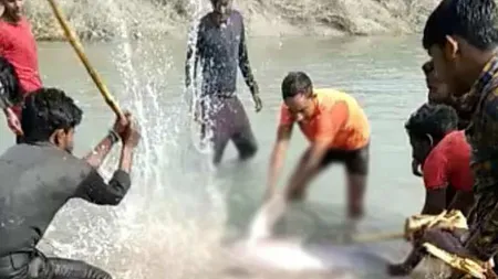 VIDEO Imagini revoltătoare, un delfin a fost omorât cu bâtele de câţiva tineri. Aceştia habar n-aveau cu ce animal au de-a face