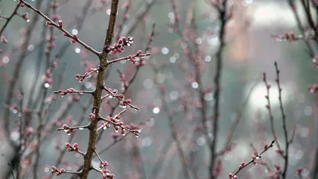 PROGNOZA METEO 25 FEBRUARIE. Vremea continuă să se încalzească. Temperaturi de 19 grade