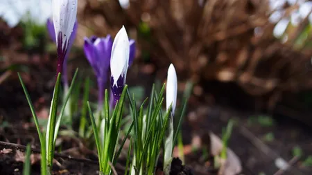 Prognoza meteo 22 februarie: Vreme de primăvară la final de februarie. Termometrele vor indica până la 20 de grade