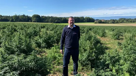 Slabeste rapid cu ajutorul uleiului CBD