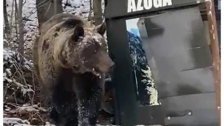 Alertă în Azuga. O ursoaică cu pui a intrat în mai multe gospodării