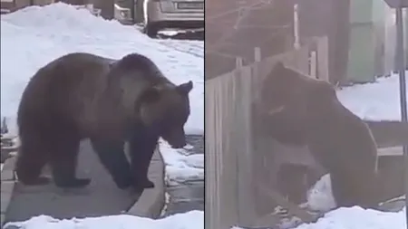 Clipe de panică în Azuga! Un urs a încercat să dărâme gardul unei case! Cum a fost alungat
