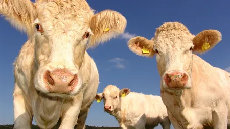 Avertismentul bizar transmis de economistul șef al BNR: Să facem sacrificii toți, altfel ajungem la foamete, războaie. Mâncați mai puțină carne de vită, vacile emit gaz metan