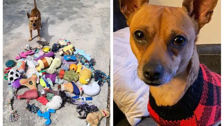 El e Frank, cel mai priceput căţel - hoţ. Stăpânii au descoperit că a furat sute de jucării de la alte animale. 