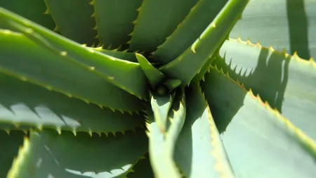 5 remedii naturale pentru a scapa de roseata fetei şi 5 plante vindecatoare pe care trebuie sa le ai in casa
