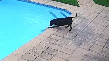 Un câine Amstaff şi-a salvat prietenul de la moarte, după ce căzuse în piscină VIDEO