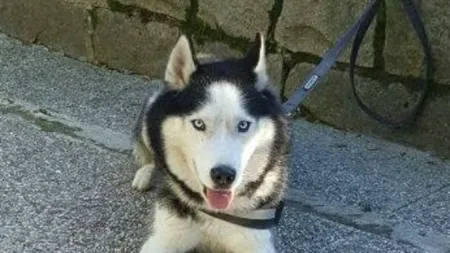 SCENE ȘOCANTE! Fetiţă de 12 ani, muşcată de faţă de un Husky în Alba. Proprietara câinelui a făcut infarct şi a murit!