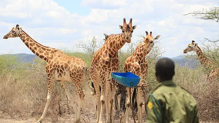 Momentul în care o girafă şi puiul ei au fost salvaţi de pe o insulă inundată. Finalul fericit al unui proiect de 15 luni, în care 9 animale pe cale de dispariție au fost de la înec VIDEO