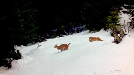 Imagini spectaculoase! Doi râși se hârjonesc în zăpadă, în Parcul Național Piatra Craiului VIDEO