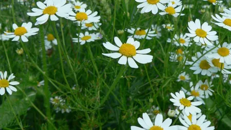 Remedii naturale împotriva anxietăţii: ceaiurile de hamei şi romaniţă