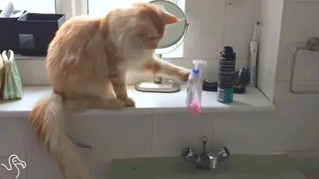 De ce dărâmă pisicile obiecte. Explicaţia medicului veterinar