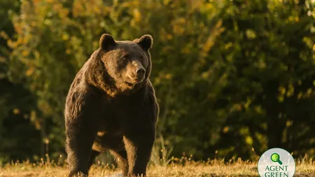 Răsturnare de situație în cazul ursului ucis. Prințul din Austria spune că NU l-a împuşcat el pe ursul Arthur