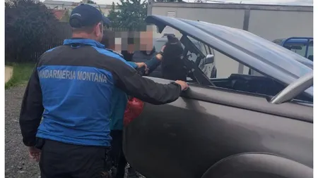 Un pui de urs rănit a fost recuperat de jandarmi pe Transfăgărăşan. Avea picioarele fracturate