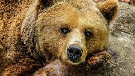 Un bărbat din Hunedoara a găsit cadavrul unui urs chiar în curtea cabanei sale